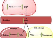 L’Acido β-aminoisobutirrico induce la conversione del tessuto adiposo bianco in tessuto adiposo bruno a la beta ossidazione epatica ed è inversamente correlata con i fattori di rischio cardiometabolici.