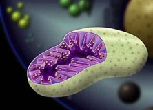 Role of Mitochondria in Neurodegenerative Diseases