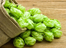 Hops Compound May Improve Cognitive Skills