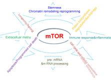 mTOR and the health benefits of exercise.