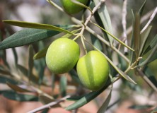 L’extravergine d’oliva contro il cancro al colon.