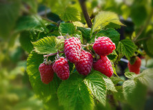 Raspberry ketone: lose weight and strengthen your bones at the same time.