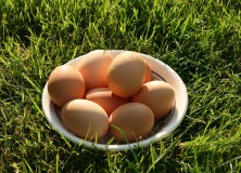 Diabete di tipo 2, le uova possono aiutare.