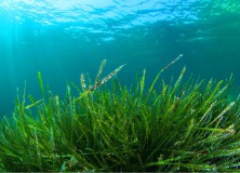 Proprietà e benefici dell’alga Kelp.