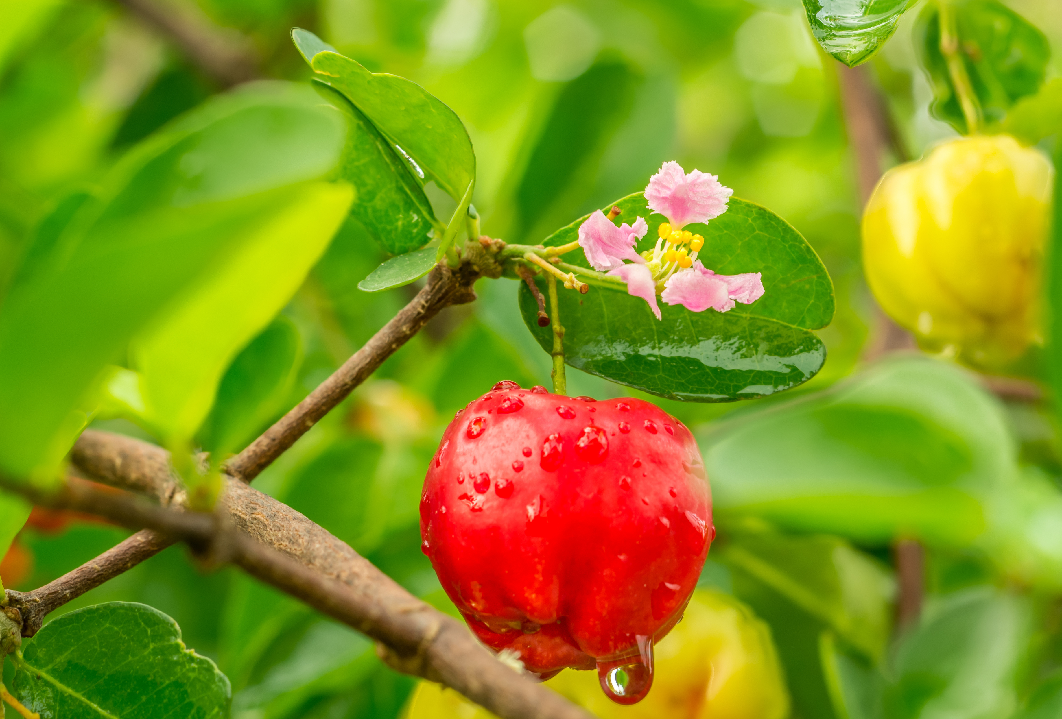 ACEROLA: the Barbados Cherry