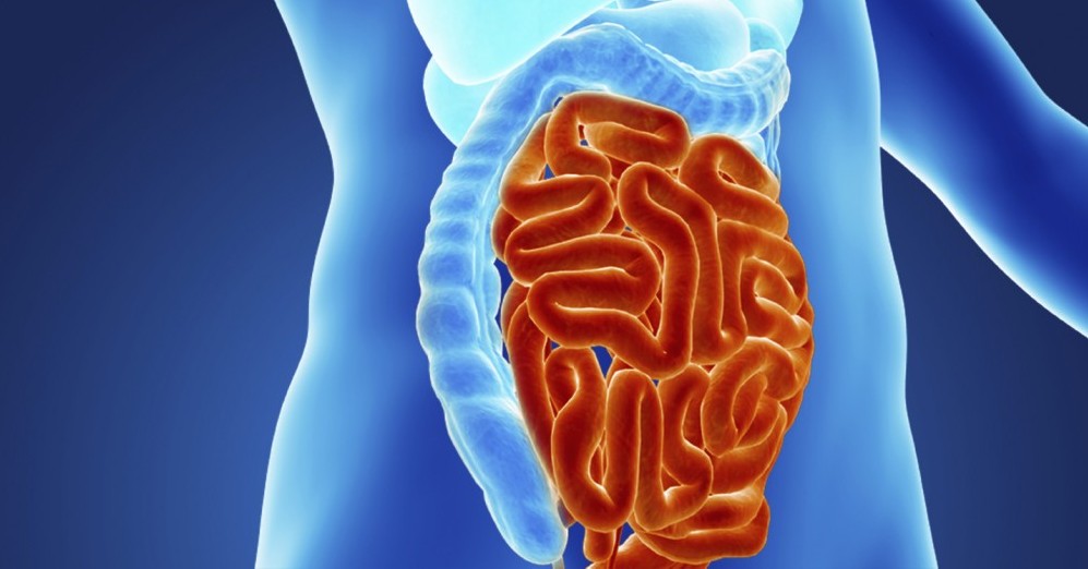 THE BRAIN-GUT CONNECTION