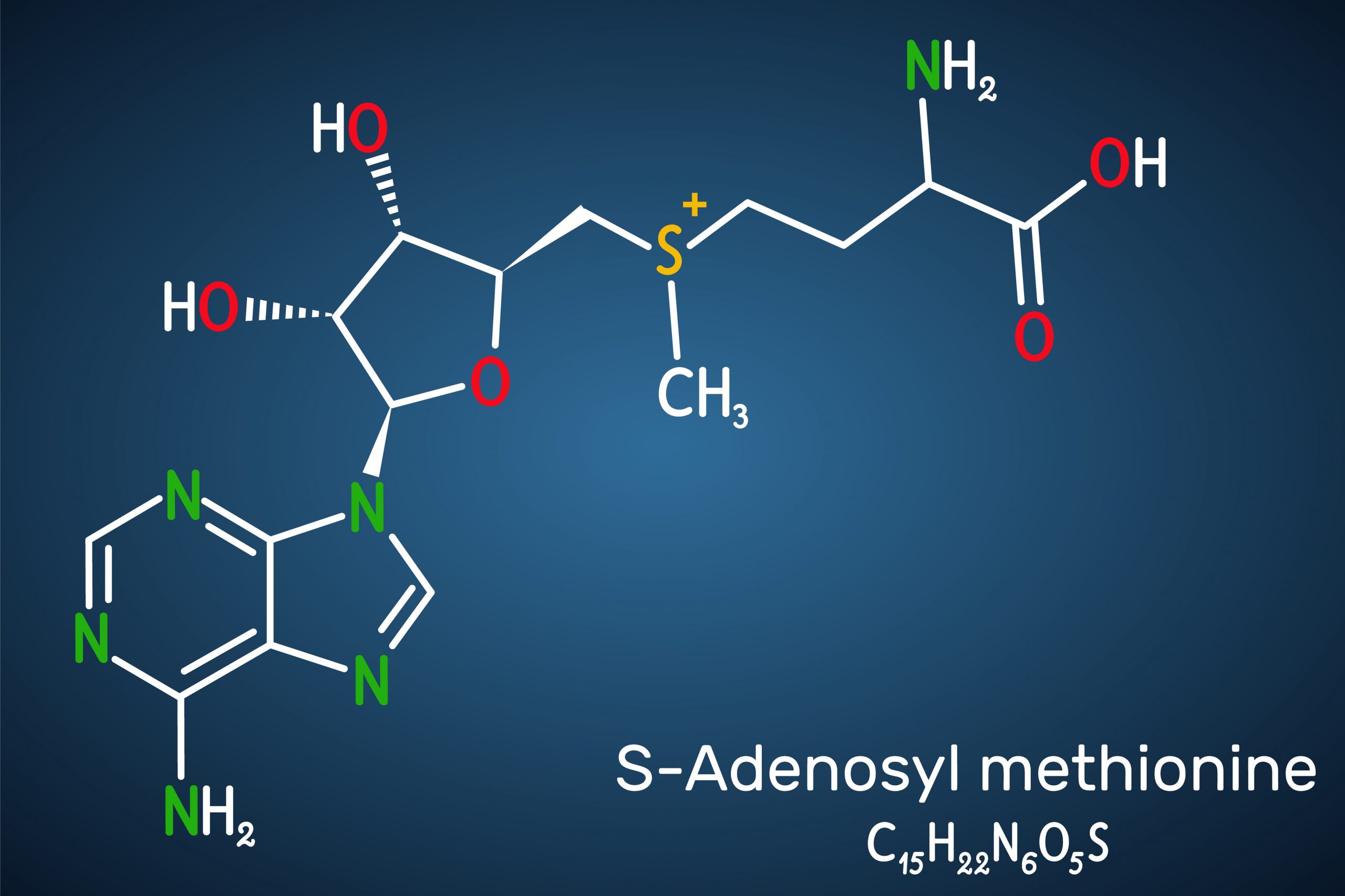 SAM-e (S-ADENOSIL-METIONINA) una molecola versatile e poco considerata