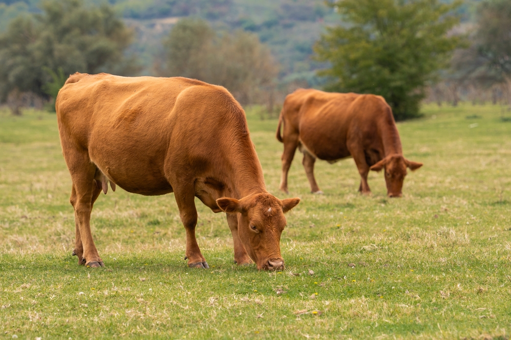 CARNE E CERVELLO: IL GENE CHE CAMBIA LE REGOLE