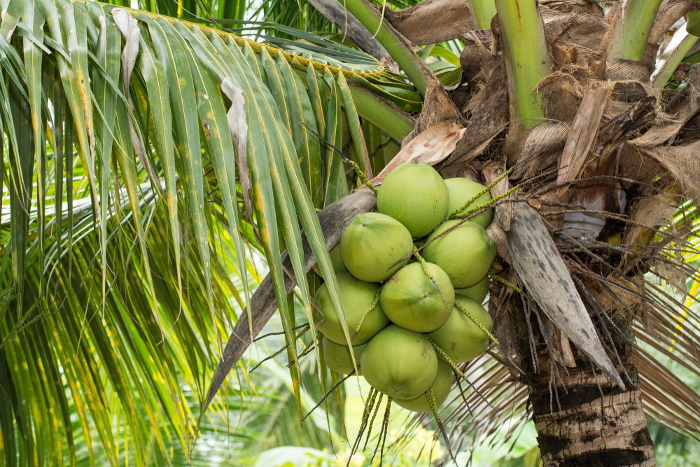 OLIO DI COCCO: SUPERFOOD O RISCHIO NASCOSTO?